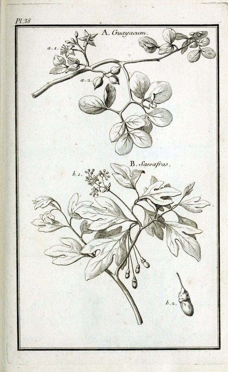 Description, vertus et usages de sept cents dix-neuf plantes :.Paris :P.F. Didot le jeun | France "Materia medica" "Medicinal plants" "Pictorial works" | Vintage Print Reproduction 468398