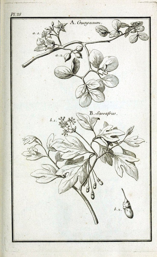 Description, vertus et usages de sept cents dix-neuf plantes :.Paris :P.F. Didot le jeun | France "Materia medica" "Medicinal plants" "Pictorial works" | Vintage Print Reproduction 468398
