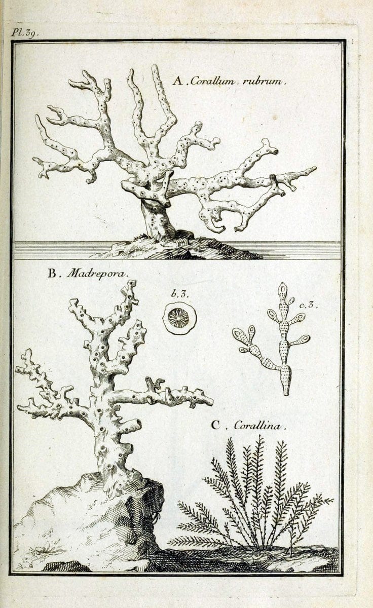 Description, vertus et usages de sept cents dix-neuf plantes :.Paris :P.F. Didot le jeun | France "Materia medica" "Medicinal plants" "Pictorial works" | Vintage Print Reproduction 468400