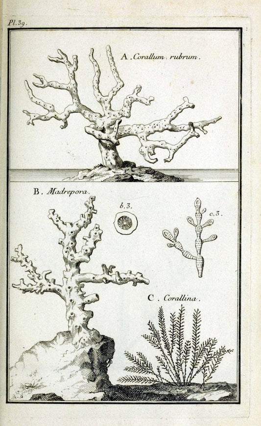 Description, vertus et usages de sept cents dix-neuf plantes :.Paris :P.F. Didot le jeun | France "Materia medica" "Medicinal plants" "Pictorial works" | Vintage Print Reproduction 468400