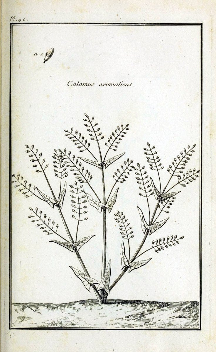 Description, vertus et usages de sept cents dix-neuf plantes :.Paris :P.F. Didot le jeun | France "Materia medica" "Medicinal plants" "Pictorial works" | Vintage Print Reproduction 468402