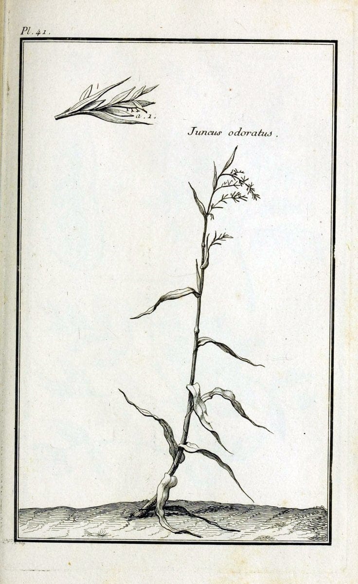 Description, vertus et usages de sept cents dix-neuf plantes :.Paris :P.F. Didot le jeun | France "Materia medica" "Medicinal plants" "Pictorial works" | Vintage Print Reproduction 468404