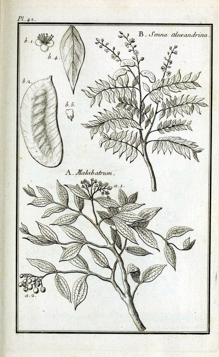 Description, vertus et usages de sept cents dix-neuf plantes :.Paris :P.F. Didot le jeun | France "Materia medica" "Medicinal plants" "Pictorial works" | Vintage Print Reproduction 468406