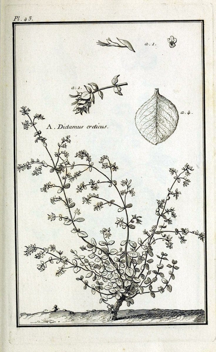 Description, vertus et usages de sept cents dix-neuf plantes :.Paris :P.F. Didot le jeun | France "Materia medica" "Medicinal plants" "Pictorial works" | Vintage Print Reproduction 468408