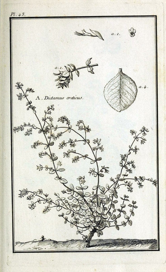 Description, vertus et usages de sept cents dix-neuf plantes :.Paris :P.F. Didot le jeun | France "Materia medica" "Medicinal plants" "Pictorial works" | Vintage Print Reproduction 468408
