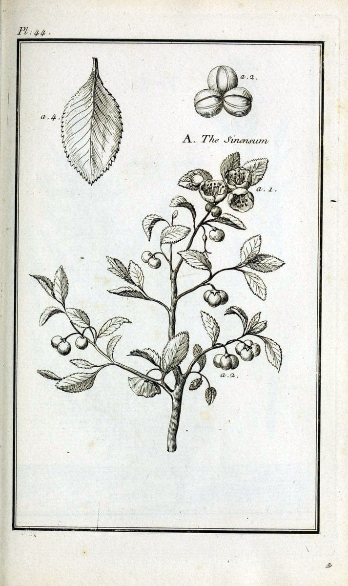 Description, vertus et usages de sept cents dix-neuf plantes :.Paris :P.F. Didot le jeun | France "Materia medica" "Medicinal plants" "Pictorial works" | Vintage Print Reproduction 468410