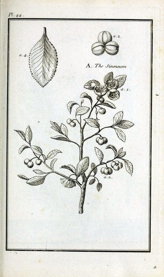 Description, vertus et usages de sept cents dix-neuf plantes :.Paris :P.F. Didot le jeun | France "Materia medica" "Medicinal plants" "Pictorial works" | Vintage Print Reproduction 468410