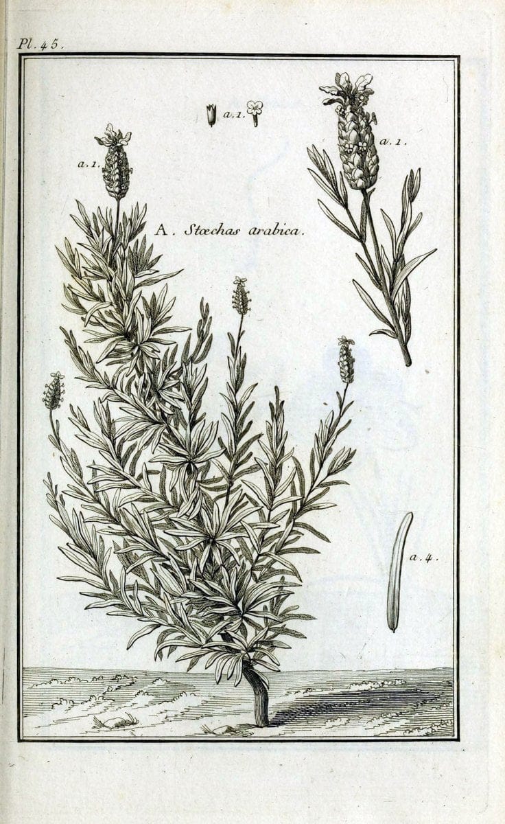 Description, vertus et usages de sept cents dix-neuf plantes :.Paris :P.F. Didot le jeun | France "Materia medica" "Medicinal plants" "Pictorial works" | Vintage Print Reproduction 468412