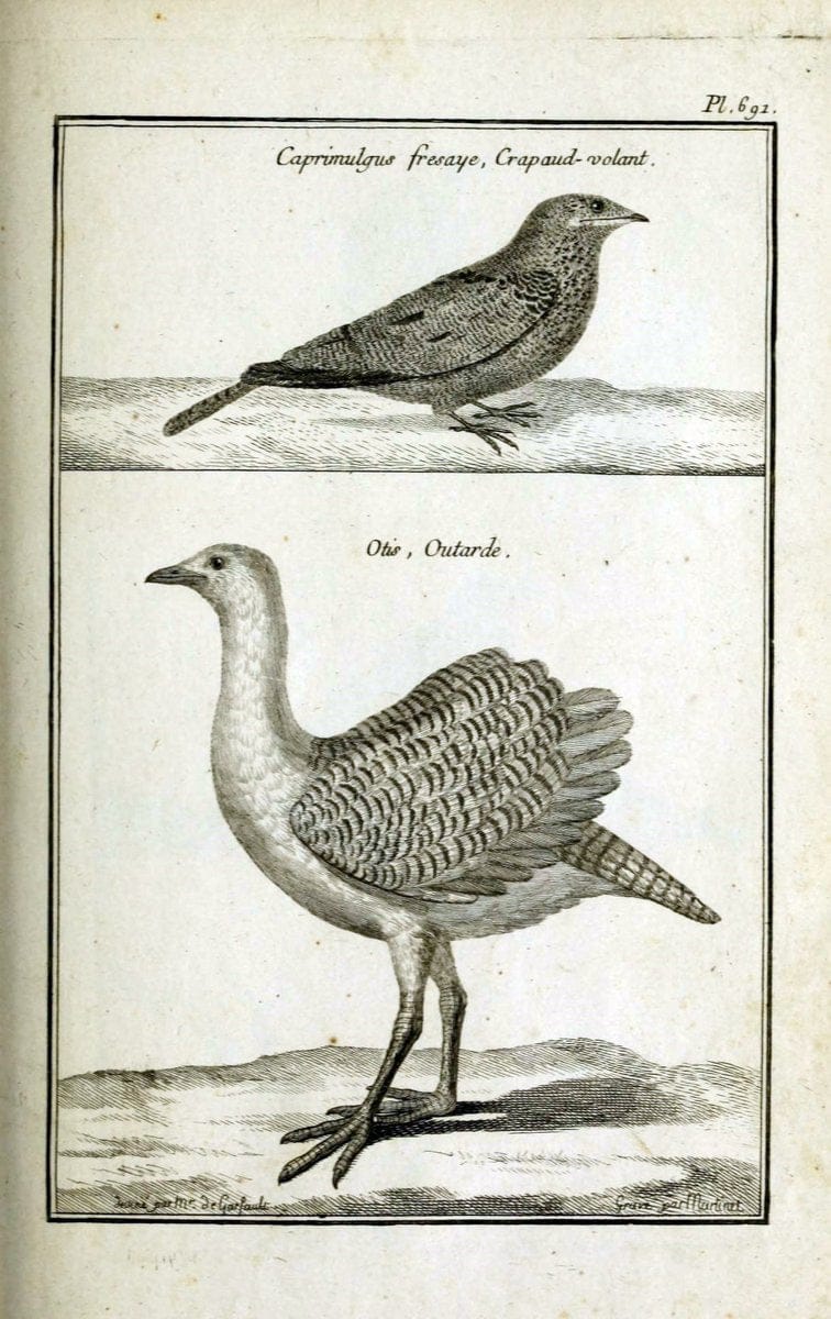 Description, vertus et usages de sept cents dix-neuf plantes :.Paris :P.F. Didot le jeun | France "Materia medica" "Medicinal plants" "Pictorial works" | Vintage Print Reproduction 468413