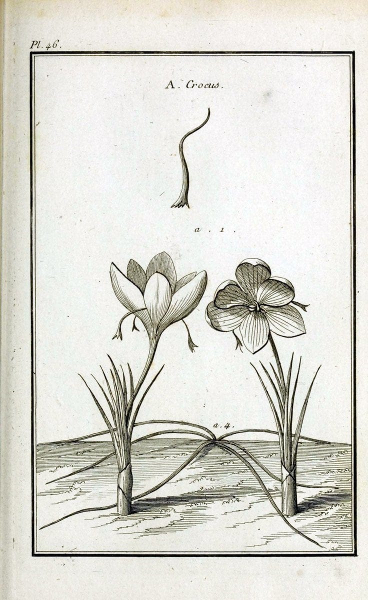 Description, vertus et usages de sept cents dix-neuf plantes :.Paris :P.F. Didot le jeun | France "Materia medica" "Medicinal plants" "Pictorial works" | Vintage Print Reproduction 468414