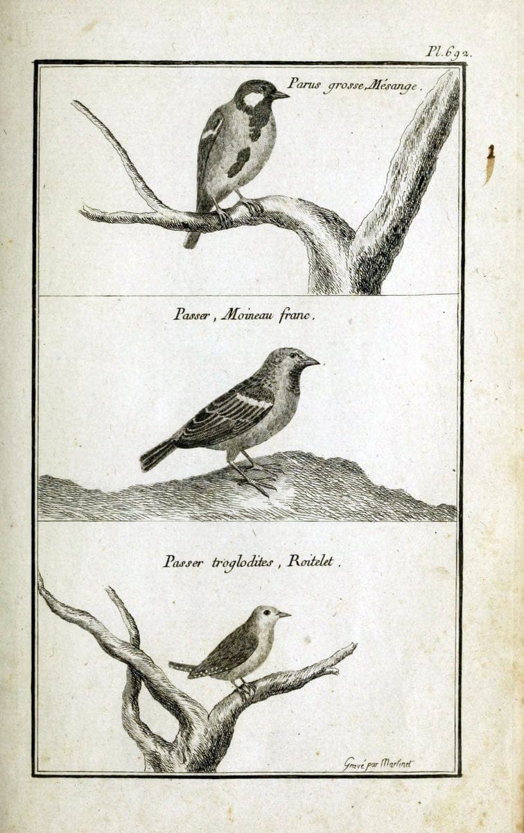 Description, vertus et usages de sept cents dix-neuf plantes :.Paris :P.F. Didot le jeun | France "Materia medica" "Medicinal plants" "Pictorial works" | Vintage Print Reproduction 468415
