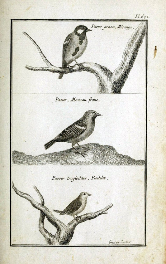 Description, vertus et usages de sept cents dix-neuf plantes :.Paris :P.F. Didot le jeun | France "Materia medica" "Medicinal plants" "Pictorial works" | Vintage Print Reproduction 468415