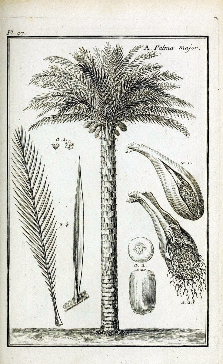 Description, vertus et usages de sept cents dix-neuf plantes :.Paris :P.F. Didot le jeun | France "Materia medica" "Medicinal plants" "Pictorial works" | Vintage Print Reproduction 468416