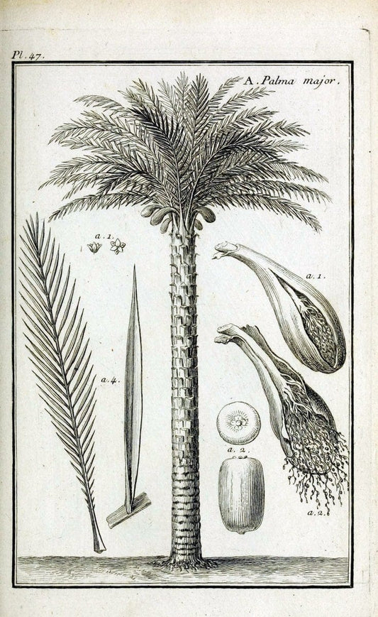 Description, vertus et usages de sept cents dix-neuf plantes :.Paris :P.F. Didot le jeun | France "Materia medica" "Medicinal plants" "Pictorial works" | Vintage Print Reproduction 468416