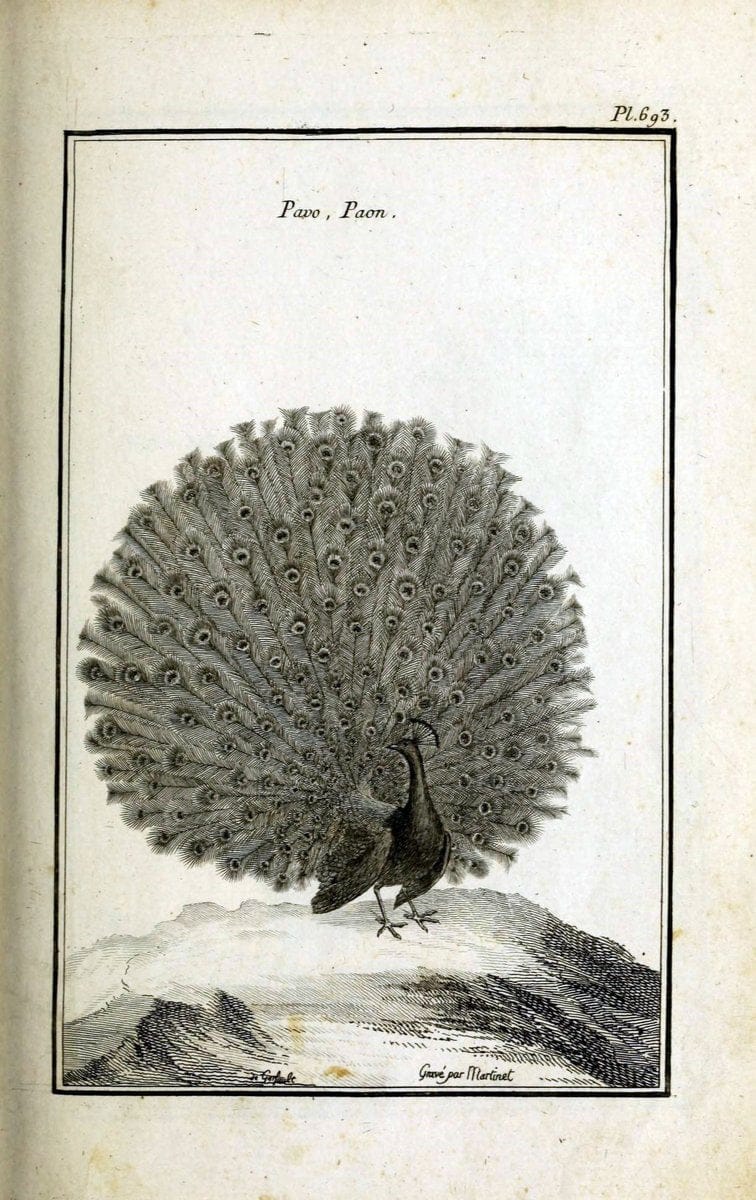 Description, vertus et usages de sept cents dix-neuf plantes :.Paris :P.F. Didot le jeun | France "Materia medica" "Medicinal plants" "Pictorial works" | Vintage Print Reproduction 468417