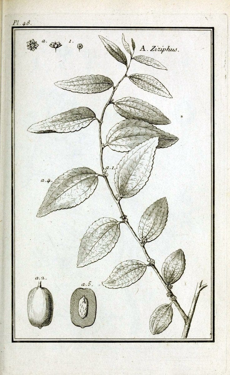Description, vertus et usages de sept cents dix-neuf plantes :.Paris :P.F. Didot le jeun | France "Materia medica" "Medicinal plants" "Pictorial works" | Vintage Print Reproduction 468418