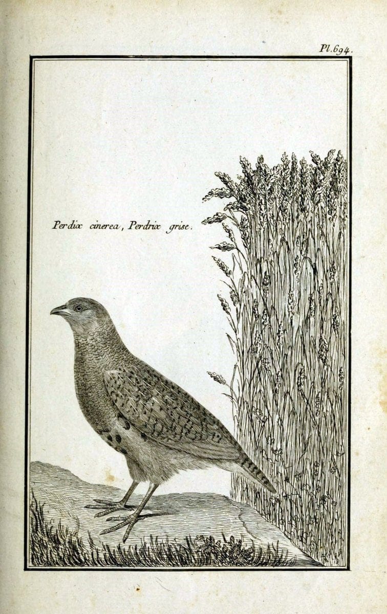 Description, vertus et usages de sept cents dix-neuf plantes :.Paris :P.F. Didot le jeun | France "Materia medica" "Medicinal plants" "Pictorial works" | Vintage Print Reproduction 468419