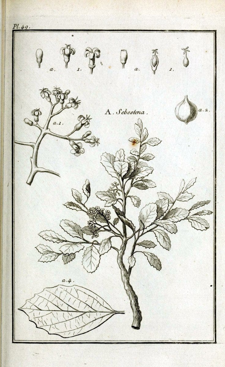 Description, vertus et usages de sept cents dix-neuf plantes :.Paris :P.F. Didot le jeun | France "Materia medica" "Medicinal plants" "Pictorial works" | Vintage Print Reproduction 468420