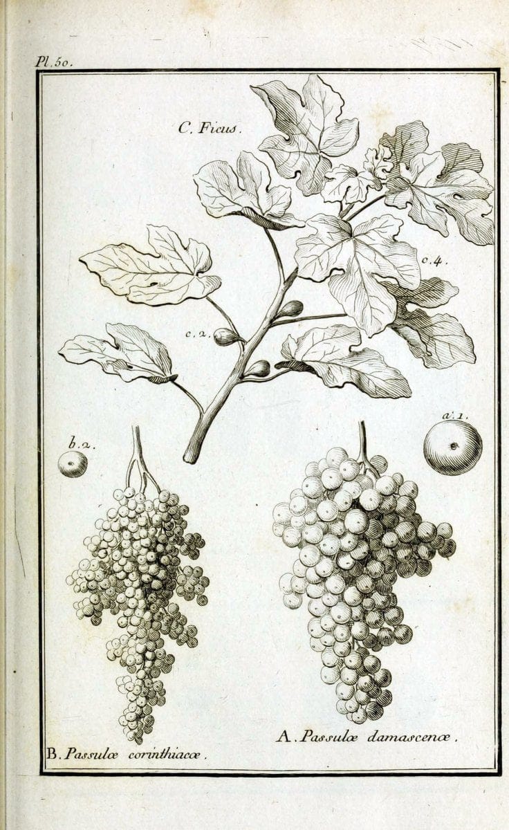 Description, vertus et usages de sept cents dix-neuf plantes :.Paris :P.F. Didot le jeun | France "Materia medica" "Medicinal plants" "Pictorial works" | Vintage Print Reproduction 468422