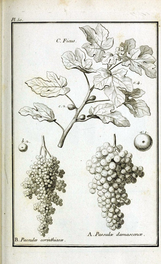 Description, vertus et usages de sept cents dix-neuf plantes :.Paris :P.F. Didot le jeun | France "Materia medica" "Medicinal plants" "Pictorial works" | Vintage Print Reproduction 468422