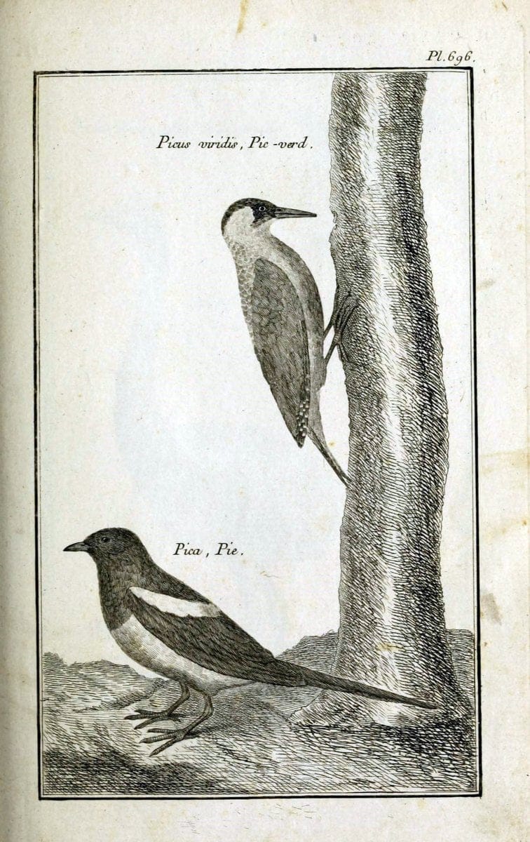 Description, vertus et usages de sept cents dix-neuf plantes :.Paris :P.F. Didot le jeun | France "Materia medica" "Medicinal plants" "Pictorial works" | Vintage Print Reproduction 468423