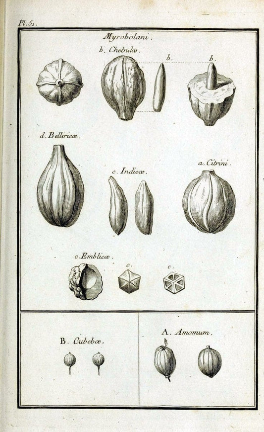 Description, vertus et usages de sept cents dix-neuf plantes :.Paris :P.F. Didot le jeun | France "Materia medica" "Medicinal plants" "Pictorial works" | Vintage Print Reproduction 468424