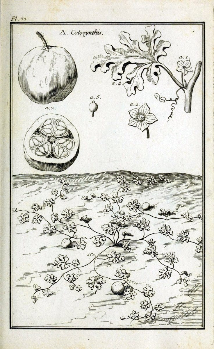 Description, vertus et usages de sept cents dix-neuf plantes :.Paris :P.F. Didot le jeun | France "Materia medica" "Medicinal plants" "Pictorial works" | Vintage Print Reproduction 468426