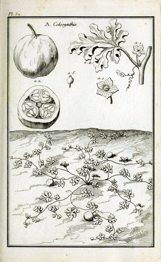 Description, vertus et usages de sept cents dix-neuf plantes :.Paris :P.F. Didot le jeun | France "Materia medica" "Medicinal plants" "Pictorial works" | Vintage Print Reproduction 468426