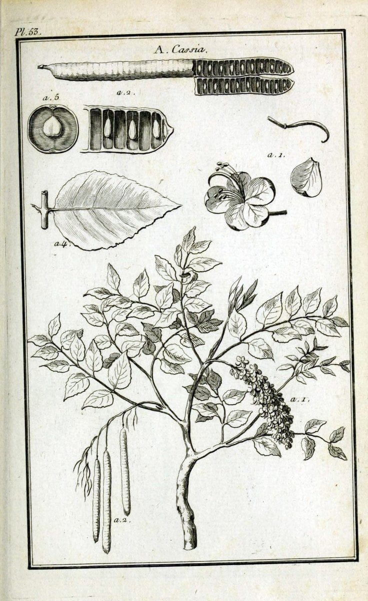 Description, vertus et usages de sept cents dix-neuf plantes :.Paris :P.F. Didot le jeun | France "Materia medica" "Medicinal plants" "Pictorial works" | Vintage Print Reproduction 468428