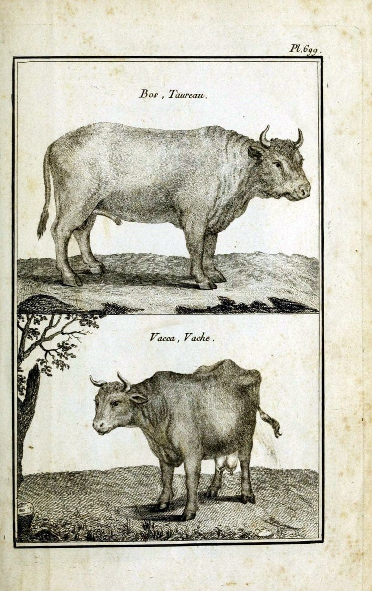 Description, vertus et usages de sept cents dix-neuf plantes :.Paris :P.F. Didot le jeun | France "Materia medica" "Medicinal plants" "Pictorial works" | Vintage Print Reproduction 468429