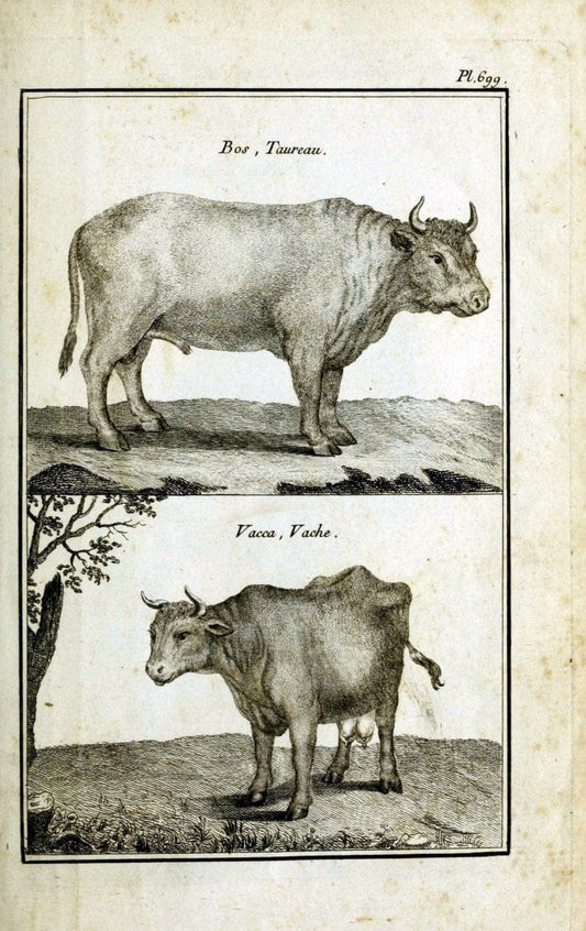 Description, vertus et usages de sept cents dix-neuf plantes :.Paris :P.F. Didot le jeun | France "Materia medica" "Medicinal plants" "Pictorial works" | Vintage Print Reproduction 468429