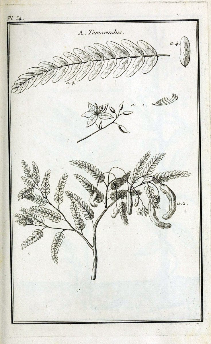 Description, vertus et usages de sept cents dix-neuf plantes :.Paris :P.F. Didot le jeun | France "Materia medica" "Medicinal plants" "Pictorial works" | Vintage Print Reproduction 468430