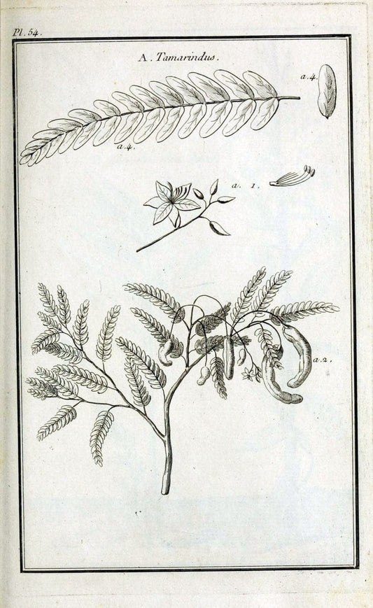Description, vertus et usages de sept cents dix-neuf plantes :.Paris :P.F. Didot le jeun | France "Materia medica" "Medicinal plants" "Pictorial works" | Vintage Print Reproduction 468430
