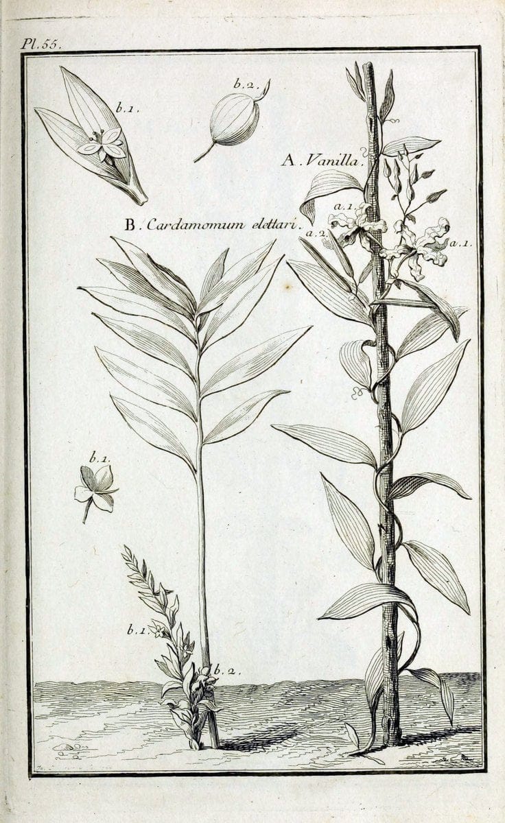 Description, vertus et usages de sept cents dix-neuf plantes :.Paris :P.F. Didot le jeun | France "Materia medica" "Medicinal plants" "Pictorial works" | Vintage Print Reproduction 468432