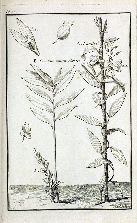 Description, vertus et usages de sept cents dix-neuf plantes :.Paris :P.F. Didot le jeun | France "Materia medica" "Medicinal plants" "Pictorial works" | Vintage Print Reproduction 468432