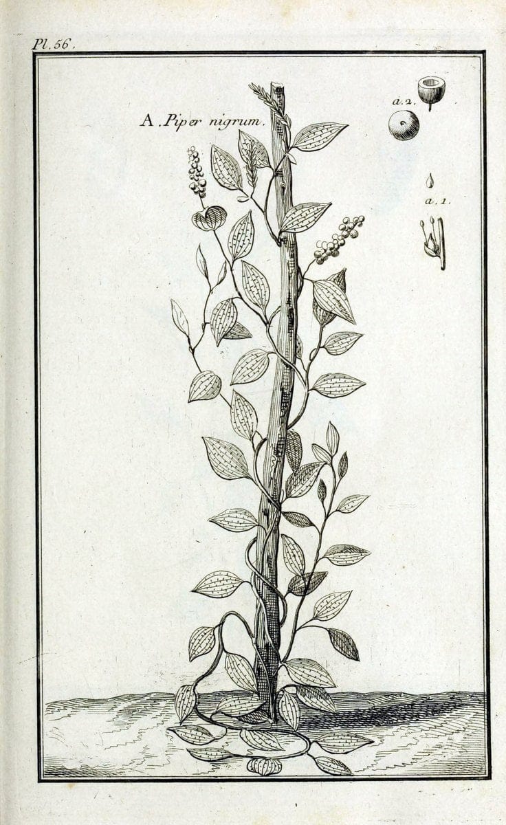 Description, vertus et usages de sept cents dix-neuf plantes :.Paris :P.F. Didot le jeun | France "Materia medica" "Medicinal plants" "Pictorial works" | Vintage Print Reproduction 468434