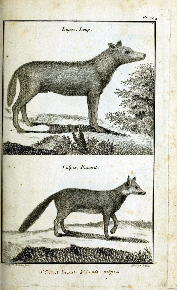 Description, vertus et usages de sept cents dix-neuf plantes :.Paris :P.F. Didot le jeun | France "Materia medica" "Medicinal plants" "Pictorial works" | Vintage Print Reproduction 468435