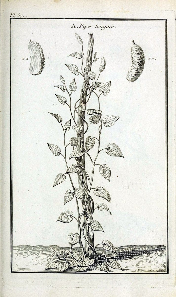 Description, vertus et usages de sept cents dix-neuf plantes :.Paris :P.F. Didot le jeun | France "Materia medica" "Medicinal plants" "Pictorial works" | Vintage Print Reproduction 468436