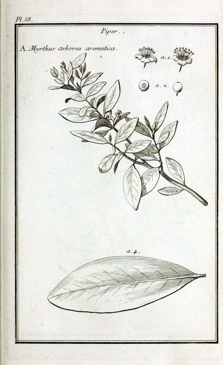 Description, vertus et usages de sept cents dix-neuf plantes :.Paris :P.F. Didot le jeun | France "Materia medica" "Medicinal plants" "Pictorial works" | Vintage Print Reproduction 468438