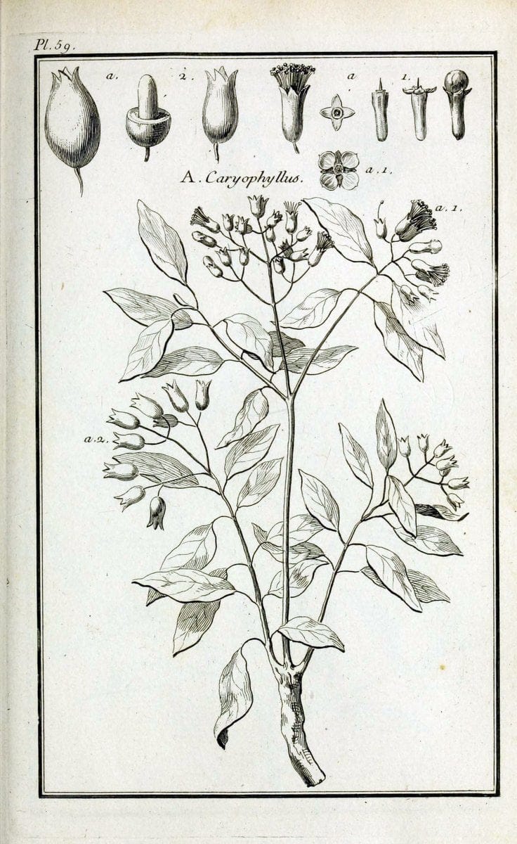 Description, vertus et usages de sept cents dix-neuf plantes :.Paris :P.F. Didot le jeun | France "Materia medica" "Medicinal plants" "Pictorial works" | Vintage Print Reproduction 468440