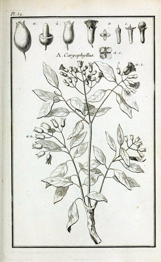 Description, vertus et usages de sept cents dix-neuf plantes :.Paris :P.F. Didot le jeun | France "Materia medica" "Medicinal plants" "Pictorial works" | Vintage Print Reproduction 468440