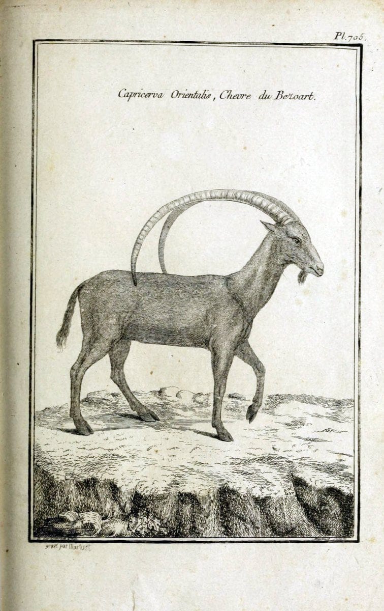 Description, vertus et usages de sept cents dix-neuf plantes :.Paris :P.F. Didot le jeun | France "Materia medica" "Medicinal plants" "Pictorial works" | Vintage Print Reproduction 468441