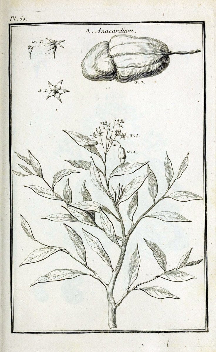 Description, vertus et usages de sept cents dix-neuf plantes :.Paris :P.F. Didot le jeun | France "Materia medica" "Medicinal plants" "Pictorial works" | Vintage Print Reproduction 468442