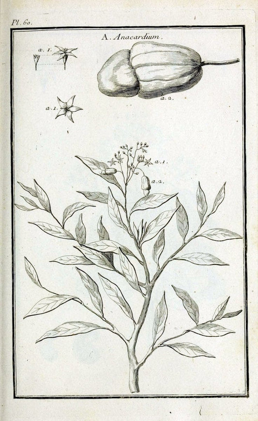 Description, vertus et usages de sept cents dix-neuf plantes :.Paris :P.F. Didot le jeun | France "Materia medica" "Medicinal plants" "Pictorial works" | Vintage Print Reproduction 468442