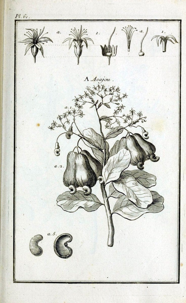 Description, vertus et usages de sept cents dix-neuf plantes :.Paris :P.F. Didot le jeun | France "Materia medica" "Medicinal plants" "Pictorial works" | Vintage Print Reproduction 468444
