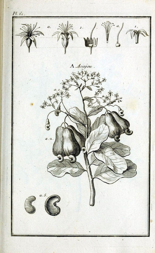 Description, vertus et usages de sept cents dix-neuf plantes :.Paris :P.F. Didot le jeun | France "Materia medica" "Medicinal plants" "Pictorial works" | Vintage Print Reproduction 468444