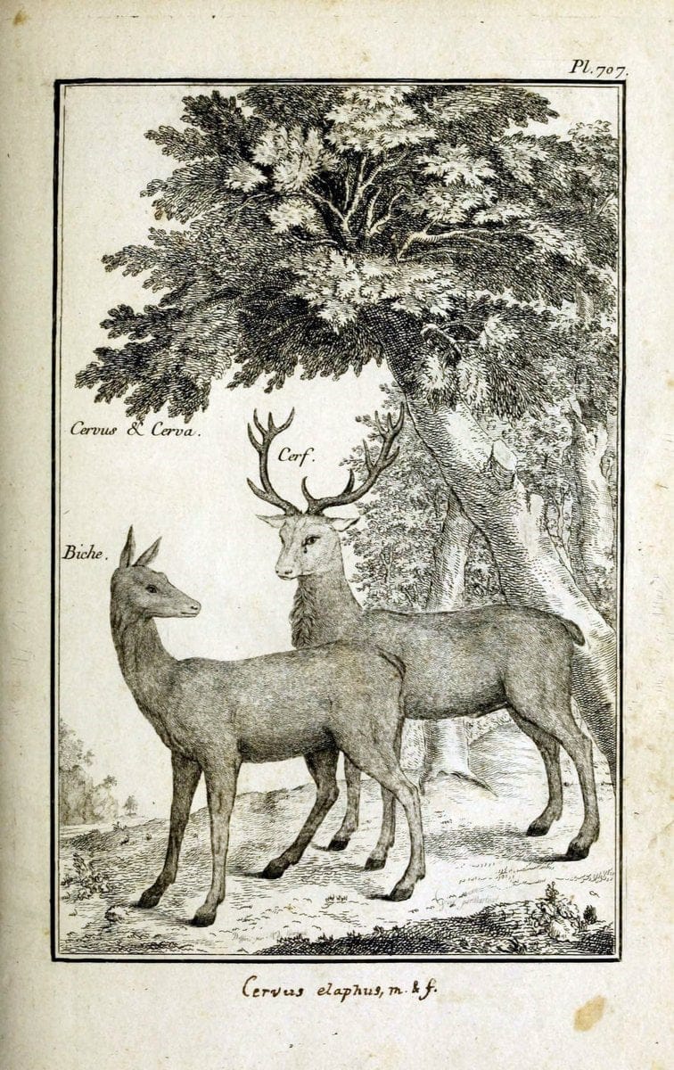 Description, vertus et usages de sept cents dix-neuf plantes :.Paris :P.F. Didot le jeun | France "Materia medica" "Medicinal plants" "Pictorial works" | Vintage Print Reproduction 468445