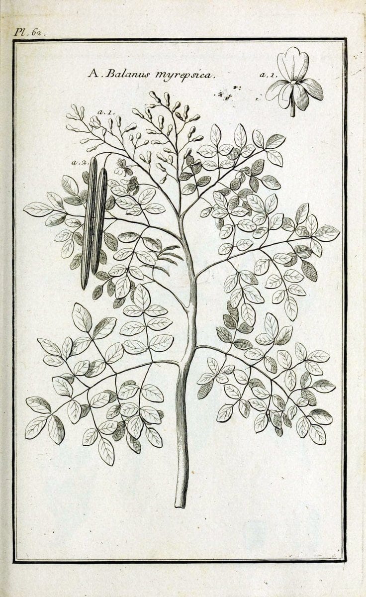 Description, vertus et usages de sept cents dix-neuf plantes :.Paris :P.F. Didot le jeun | France "Materia medica" "Medicinal plants" "Pictorial works" | Vintage Print Reproduction 468446