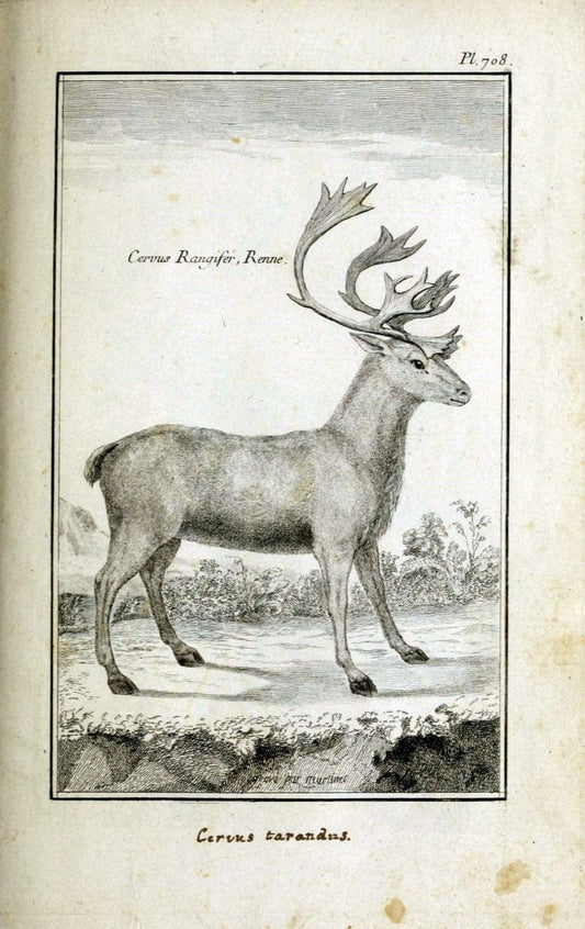 Description, vertus et usages de sept cents dix-neuf plantes :.Paris :P.F. Didot le jeun | France "Materia medica" "Medicinal plants" "Pictorial works" | Vintage Print Reproduction 468447