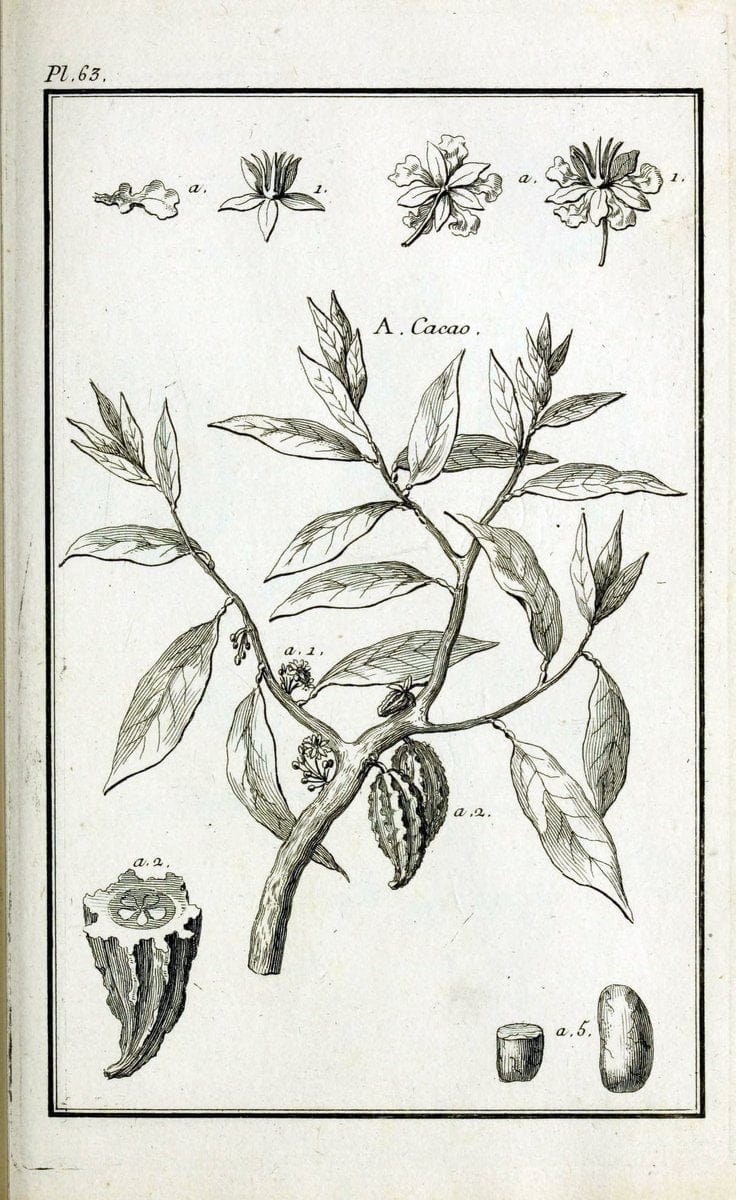 Description, vertus et usages de sept cents dix-neuf plantes :.Paris :P.F. Didot le jeun | France "Materia medica" "Medicinal plants" "Pictorial works" | Vintage Print Reproduction 468448